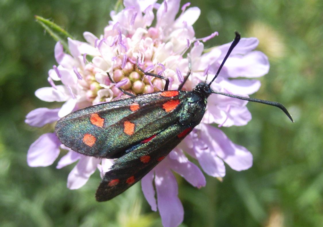 Zygaena da ID